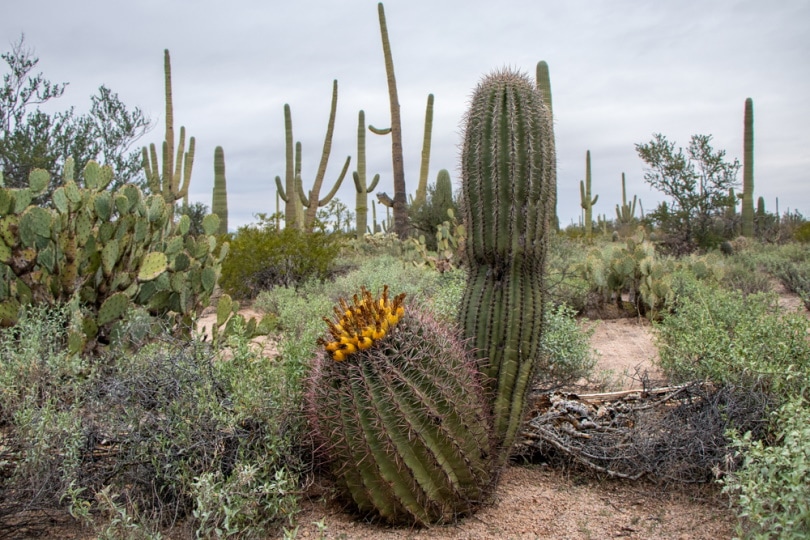 How Do Cactuses Survive In The Desert 7 Interesting Ways House Grail 4765