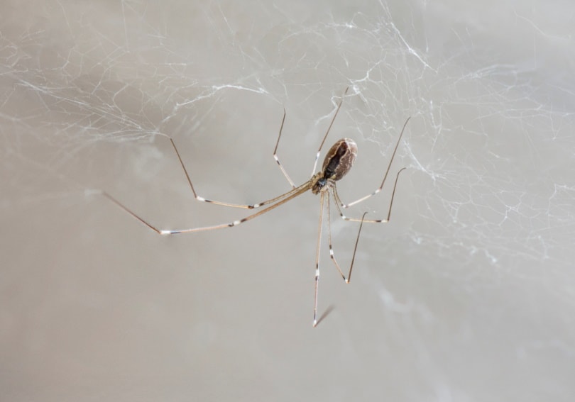 are long bodied cellar spiders dangerous