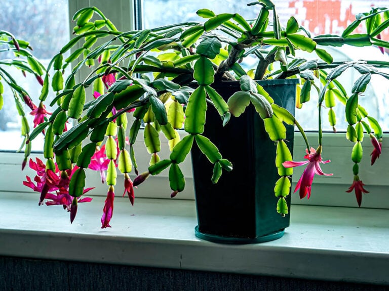 Why Are the Leaves on My Christmas Cactus Limp? 6 Possible Reasons ...