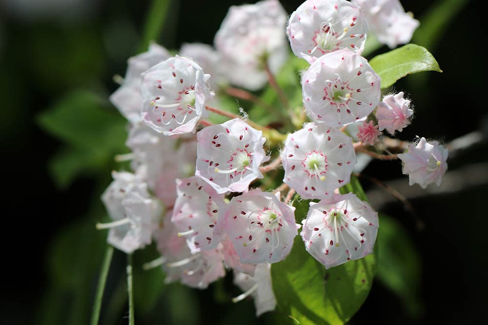 what-is-the-state-flower-of-montana-worldatlas