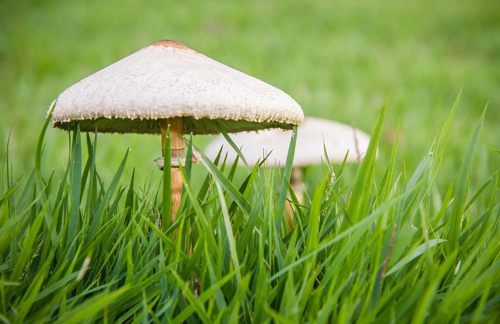 close up mushroom in the lawn