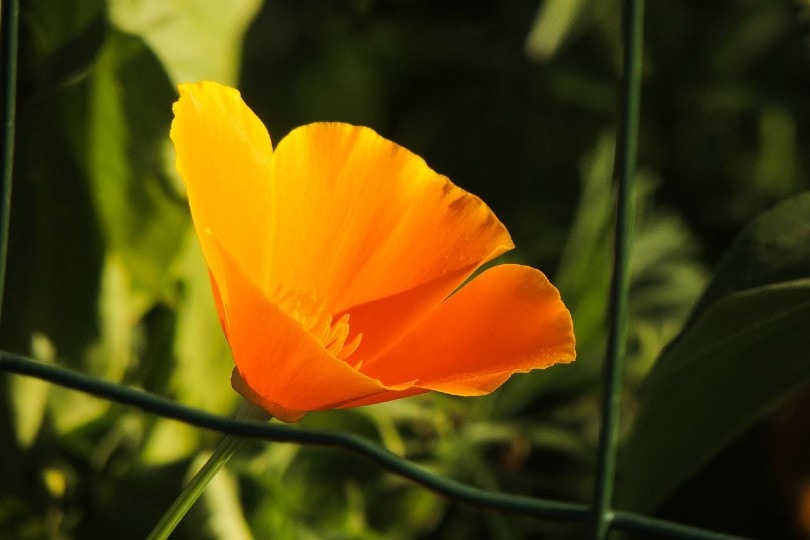 close up of a california poppy