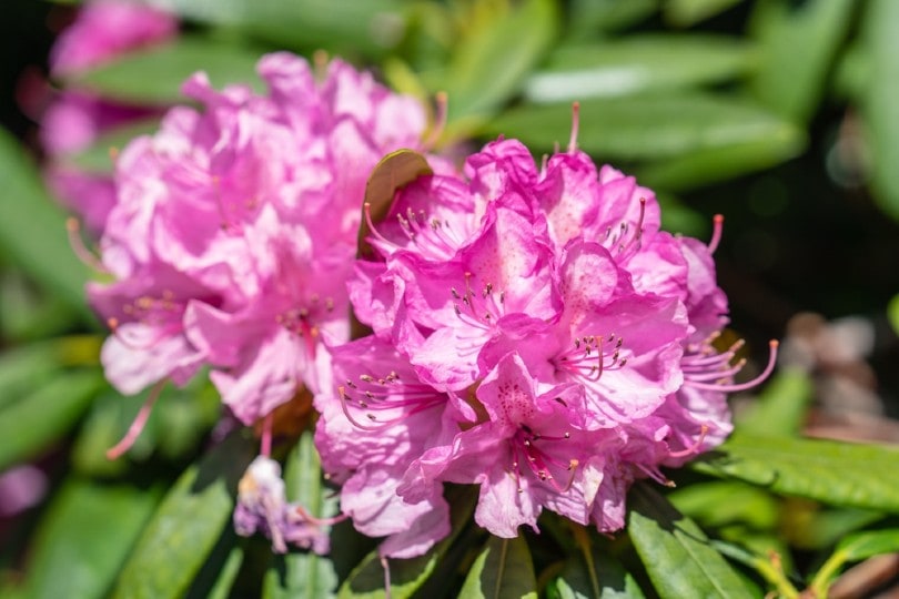coast rhododendron flowers