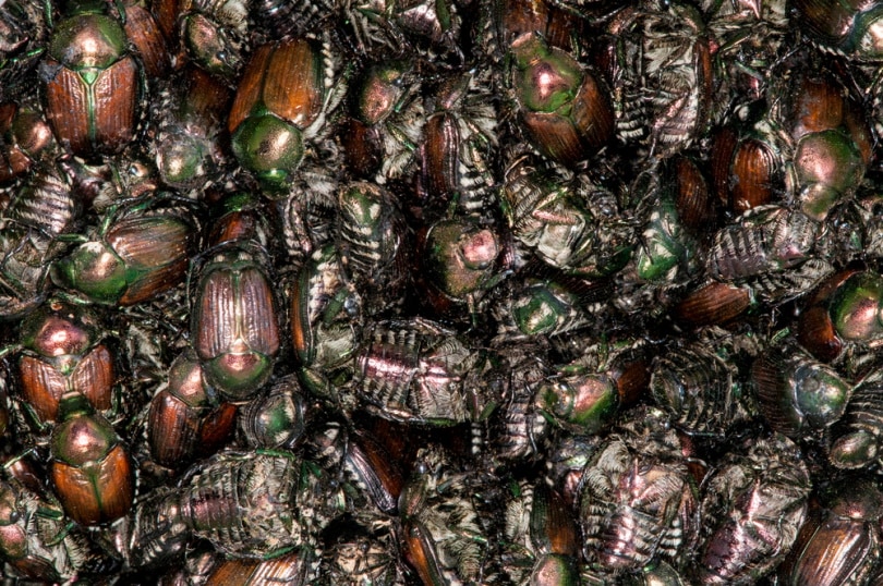 dead japanese beetles in the trap