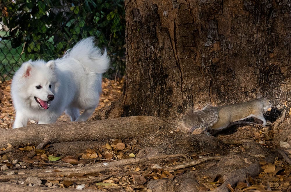 dog chasing a squirrel