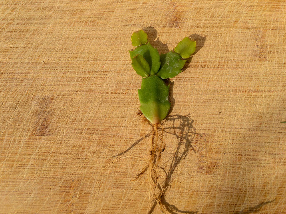 exposed roots of Christmas cactus plant