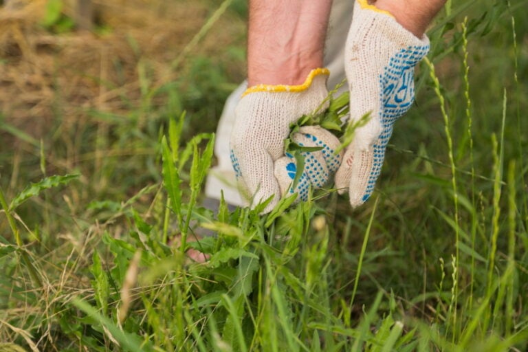 How to Get Rid of Grass in Your Vegetable Garden 8 Methods That Work
