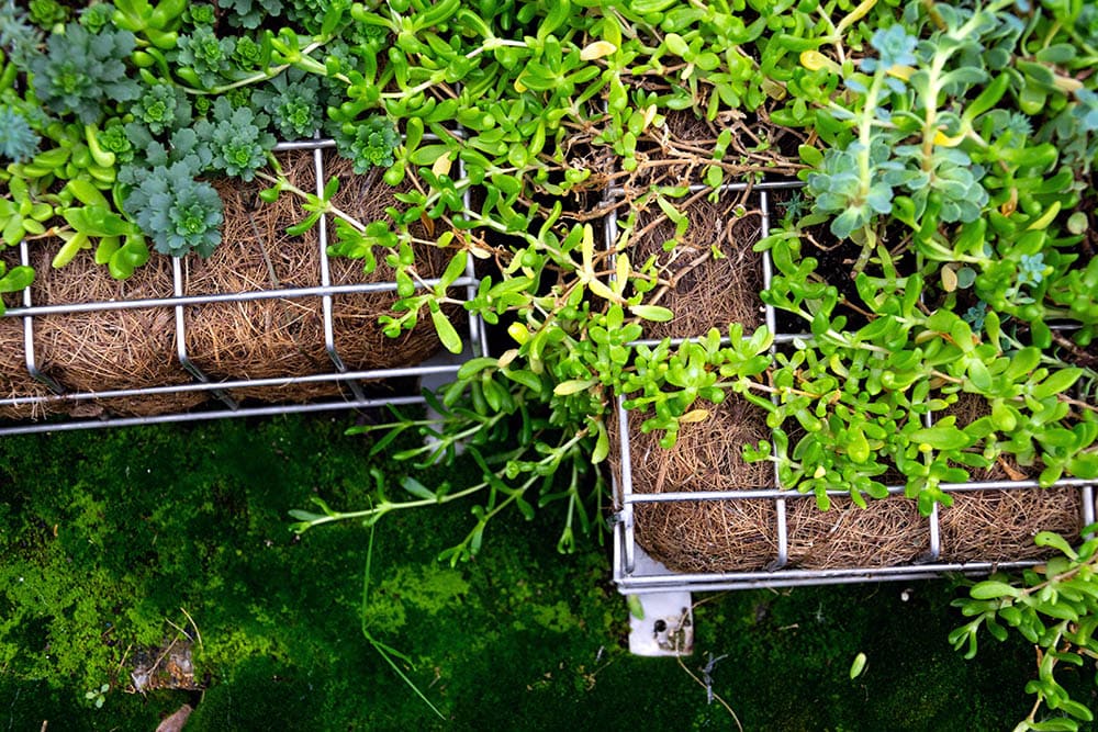alambre de malla galvanizada para plantas