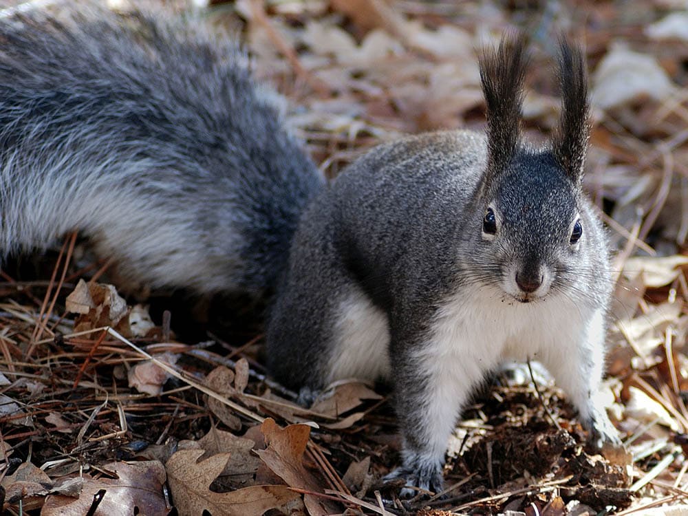 grey squirrel on the ground