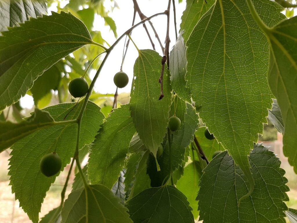 hackberry