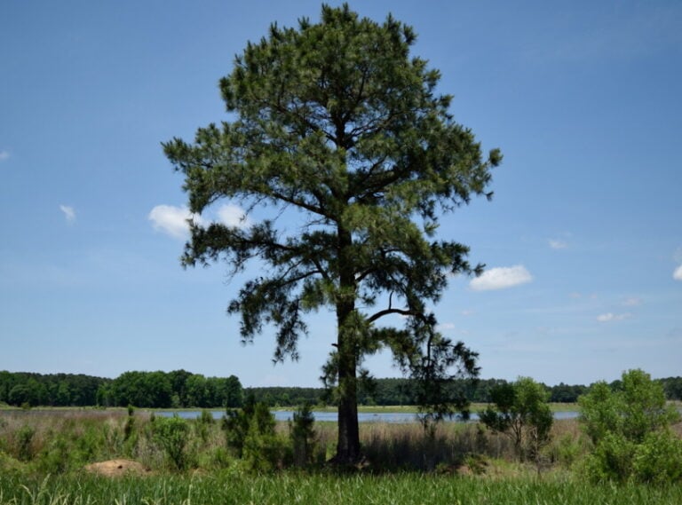 what is the state tree of arkansas? facts & faq house grail 