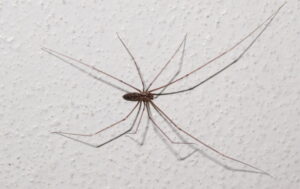 why do long bodied cellar spiders shake