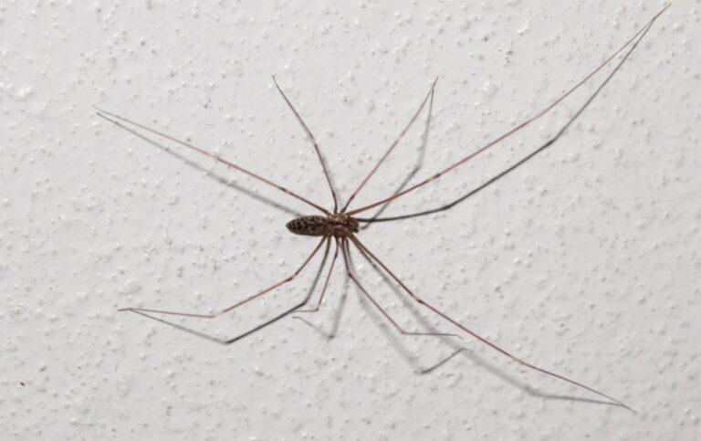 long bodied cellar spider facts