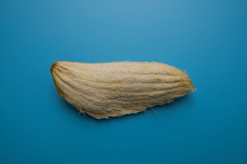 mango seeds in blue background