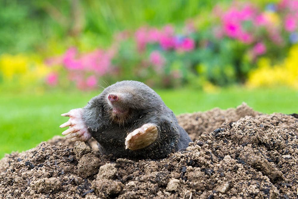 How To Get Rid Of Moles In Your Yard And Garden 9 Methods That Work House Grail