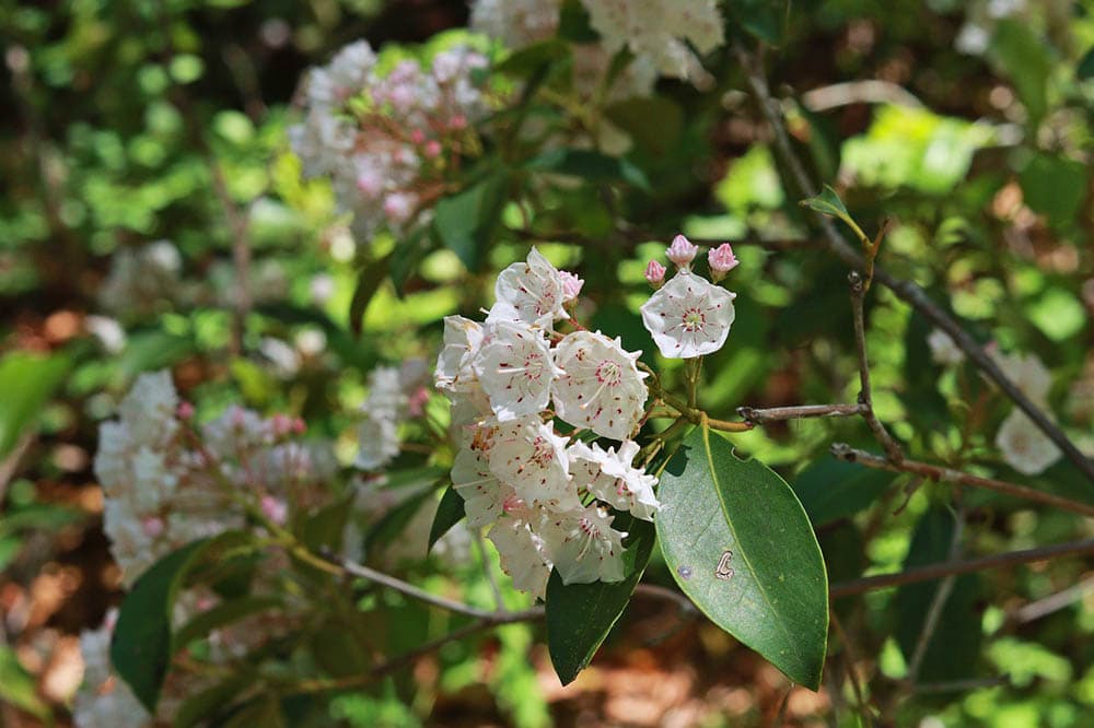 mountain laurel bush
