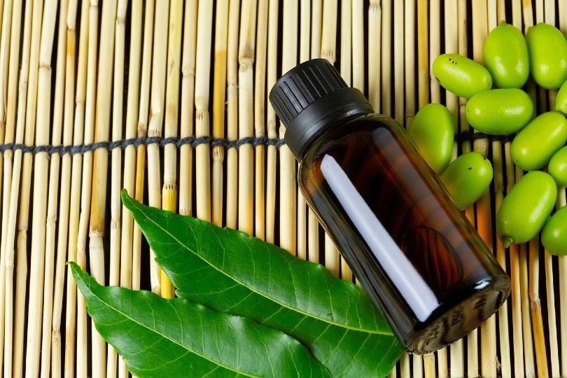 How To Use Neem Oil On Plants 5 Tips Tricks House Grail   Neem Oil Ninetechno Pixabay 