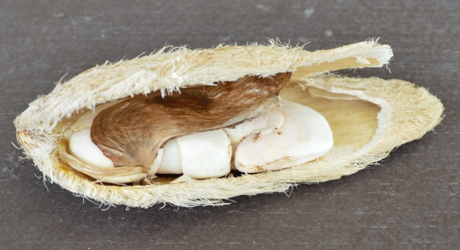opened mango seed