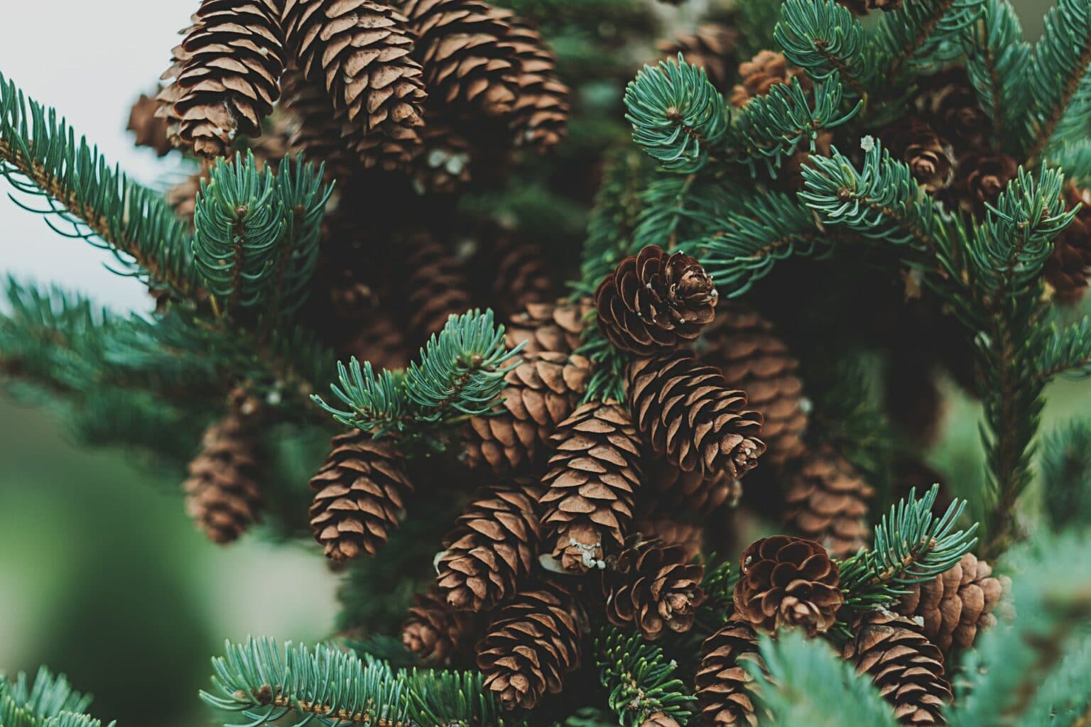 15 clever uses for pine cones in the home garden with pictures