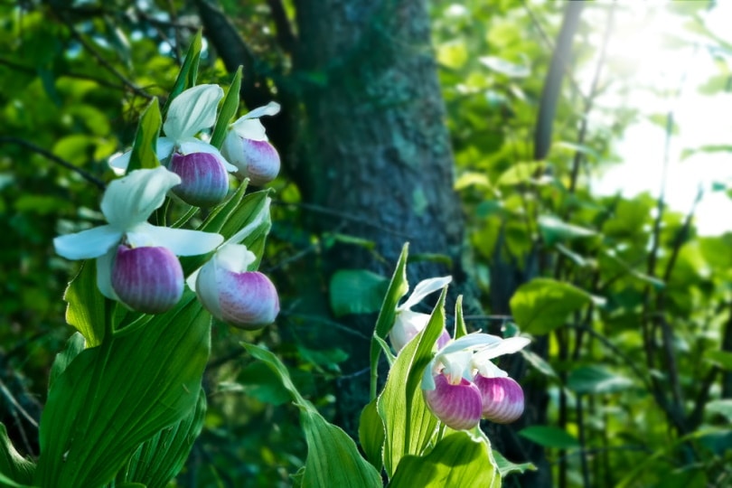pink and white lady's slipper flower