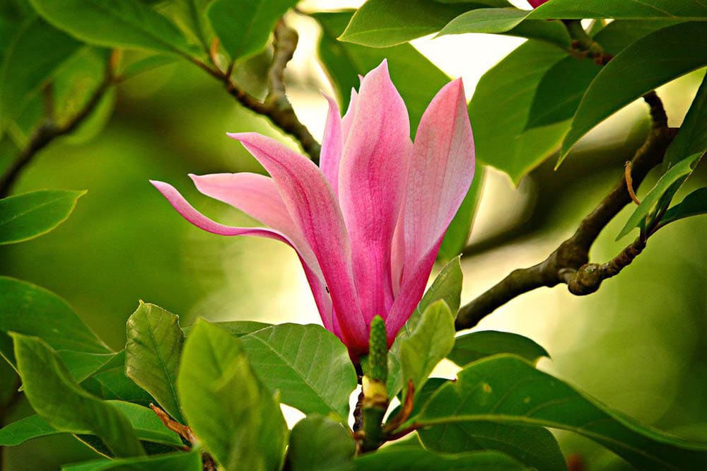 rosa magnolia árbol flor florecer