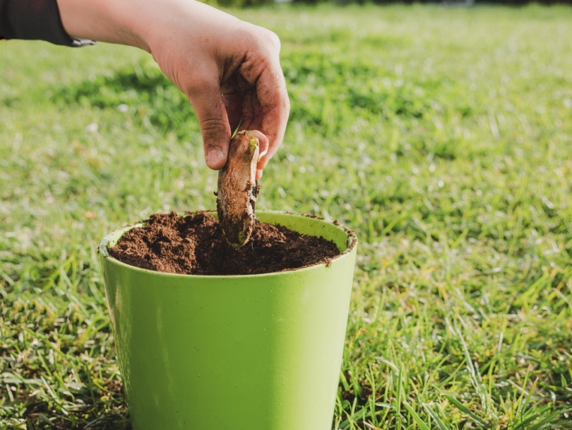 planting mago seed