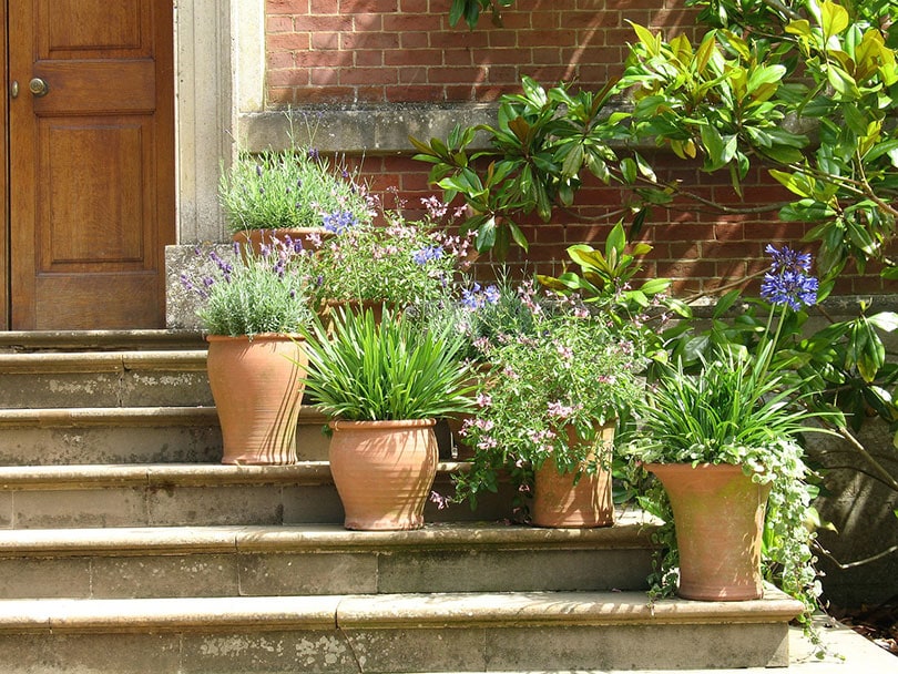potted plants on stairs