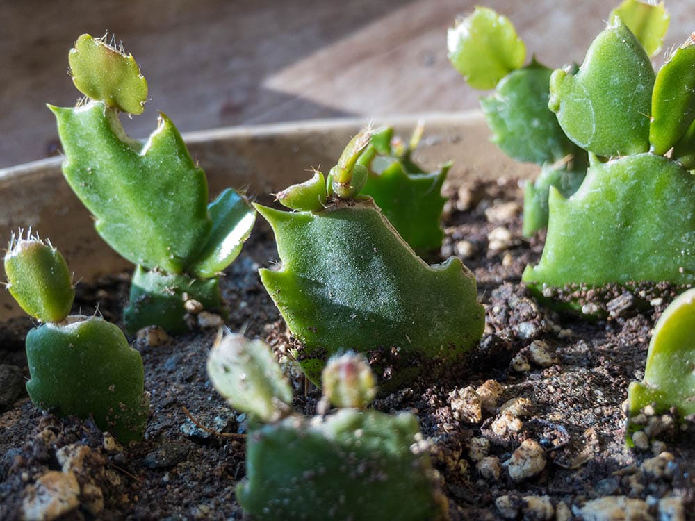 How to Prune a Christmas Cactus 3 Tips & Tricks House Grail