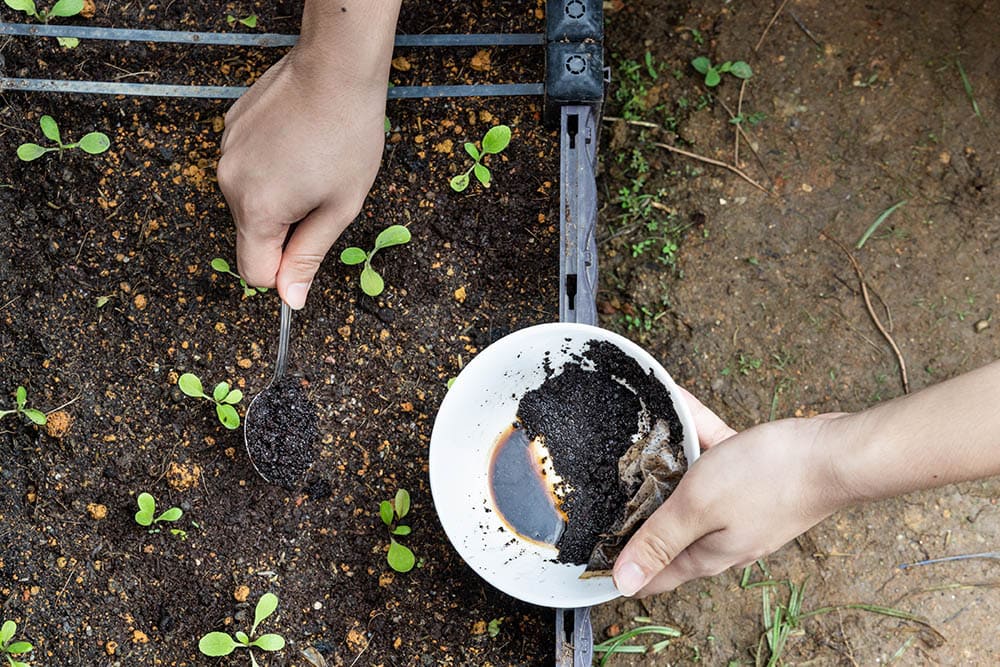 café molido usado en las plantas