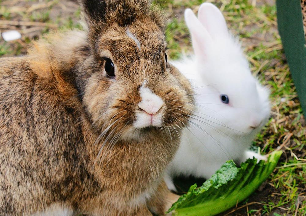 How to Stop Rabbits from Eating Plants 7 Tips & Tricks House Grail