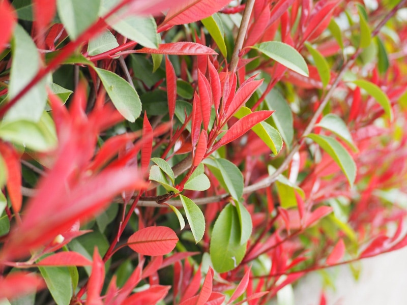 red tip photinia plant