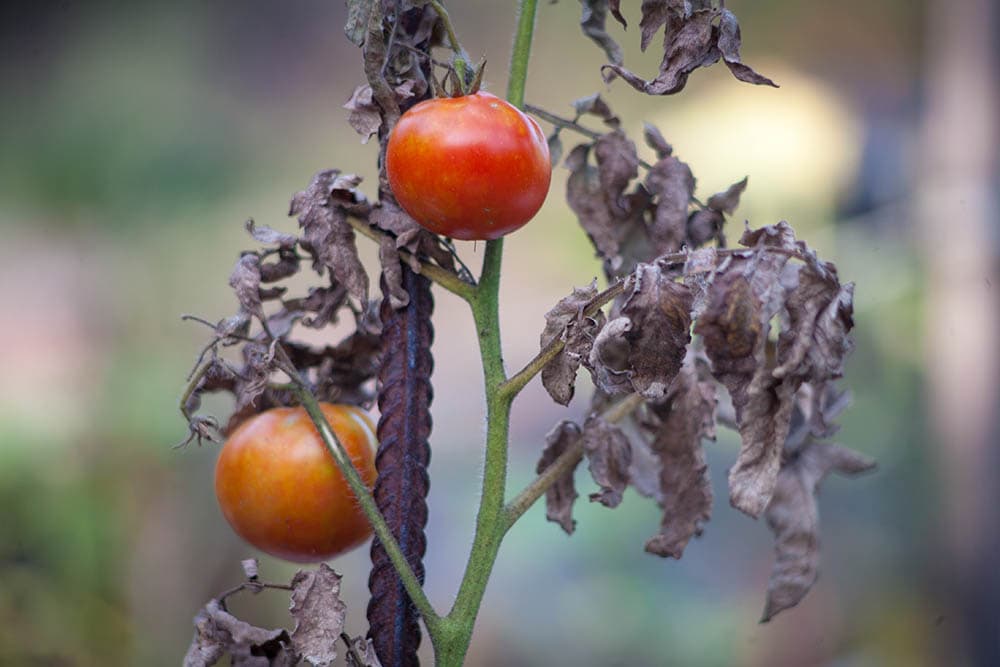rotting tomatoes with apical rot disease_Mironmax Studio_Shutterstock
