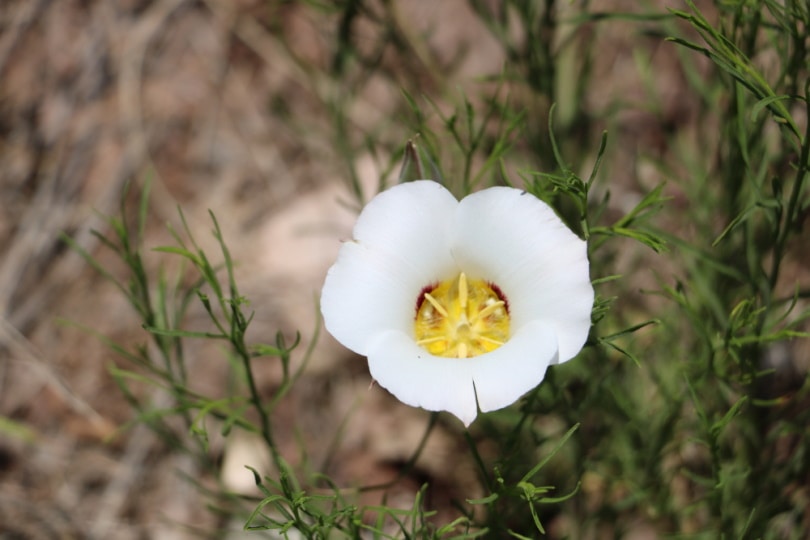 What Is The State Flower Of Utah Uses Reasons History House Grail   Sego Lily Flower Salilbhatt Shutterstock 