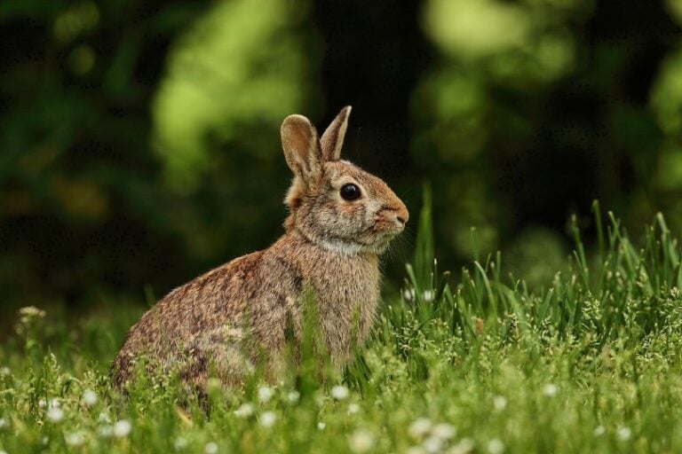 How to stop rabbits from eating plants 7 tips tricks house grail