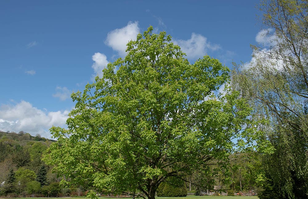 Spring Foliage of Ohio Buckeye Tree
