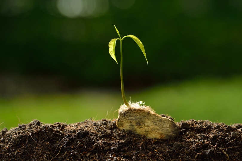 sprouted mango seed