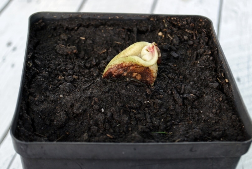 sprouted mango seeds