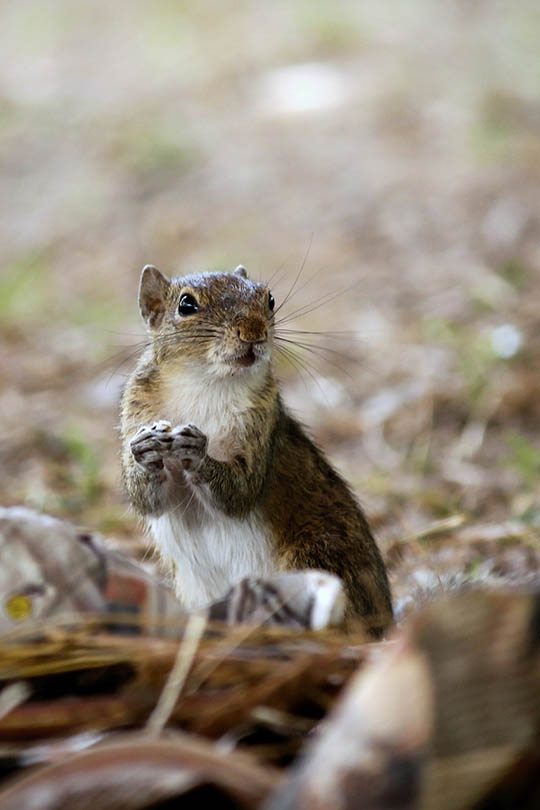 squirrel grabbed food