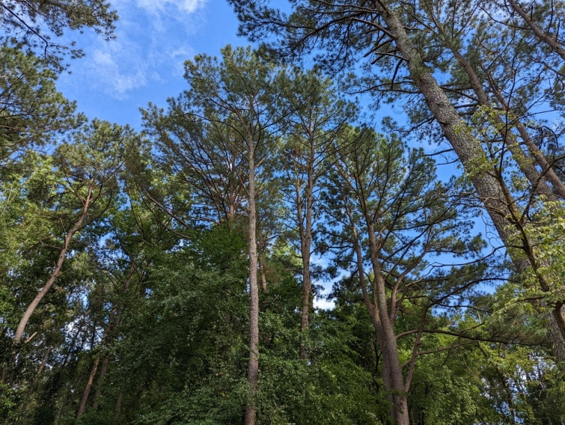 tall loblolly pine trees