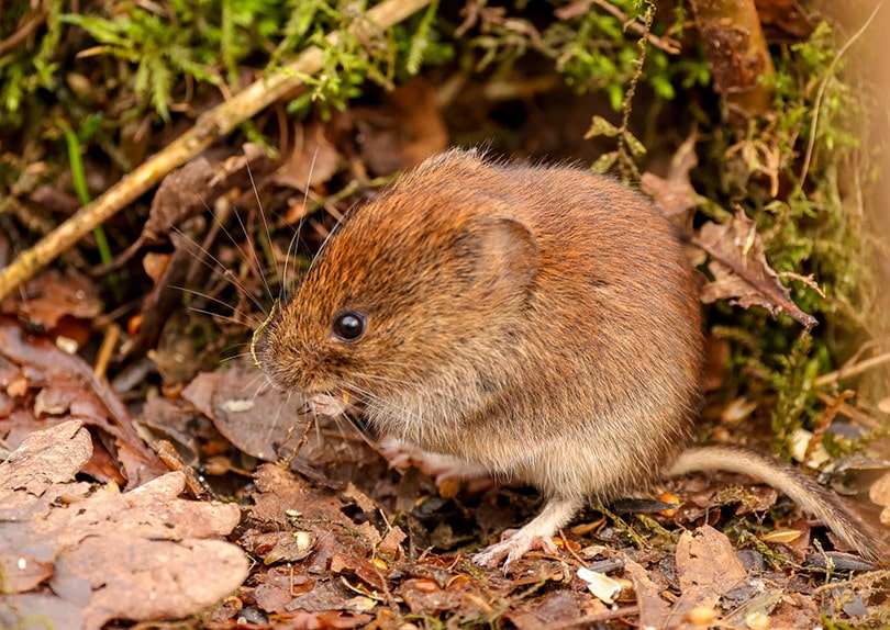 How to Get Rid of Voles in Your Yard and Garden | House Grail