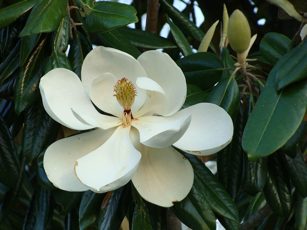 árbol de magnolia blanca flor que florece