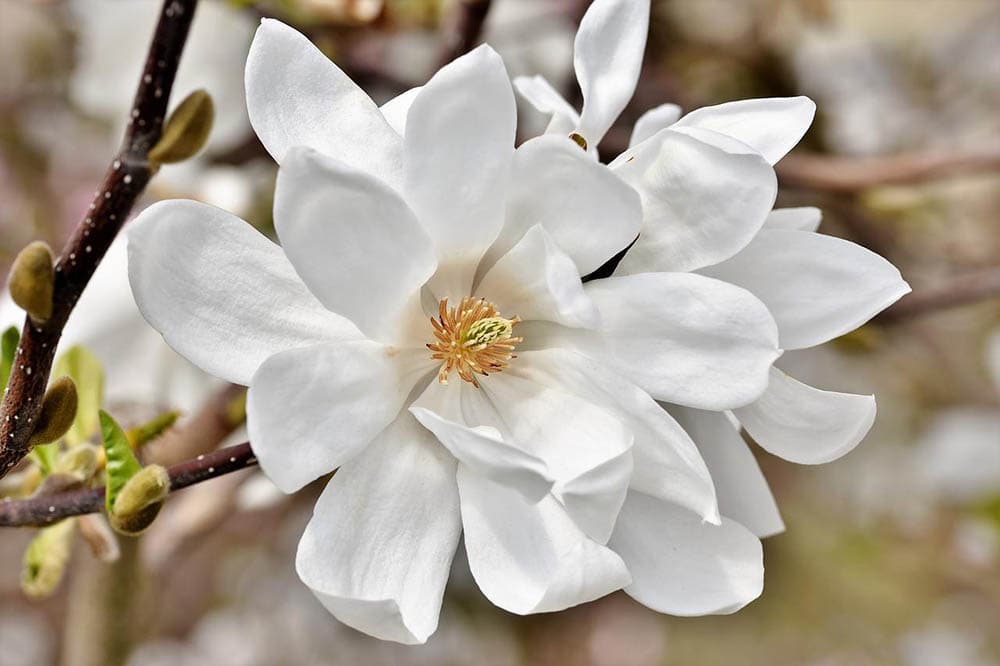 flor de árbol de magnolia blanca
