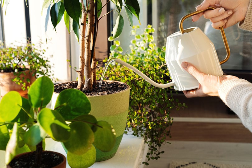 How To Properly Water Plants: 12 Tips & Tricks | House Grail