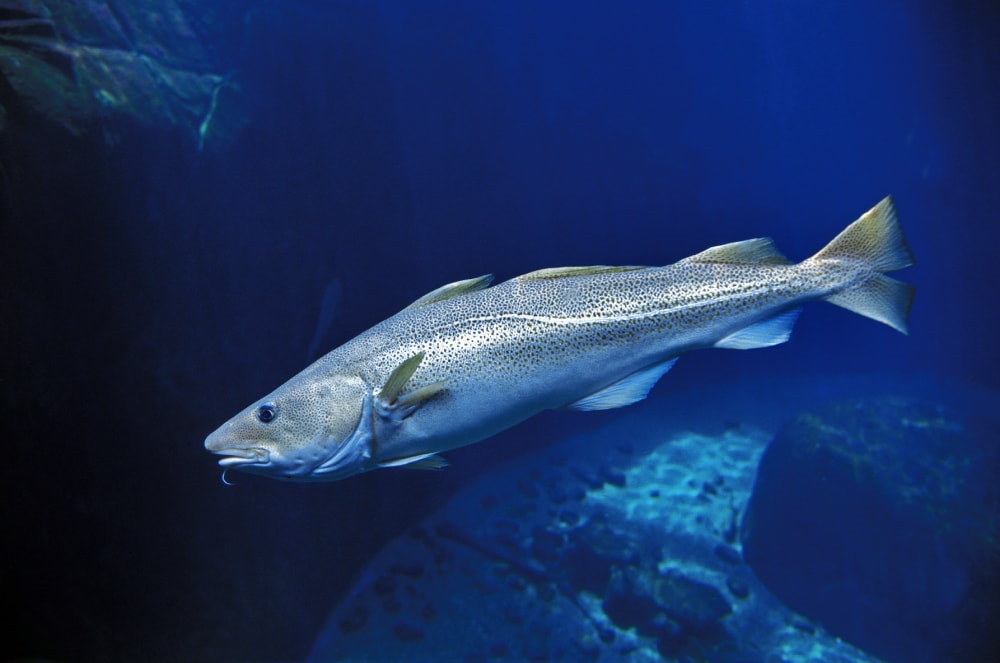 ATLANTIC COD gadus morhua UNDERWATER VIEW
