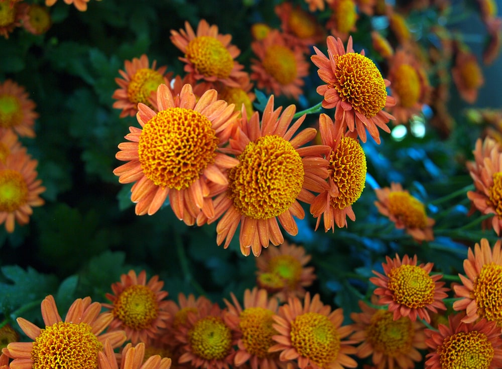 Aenmone Chrysanthemums