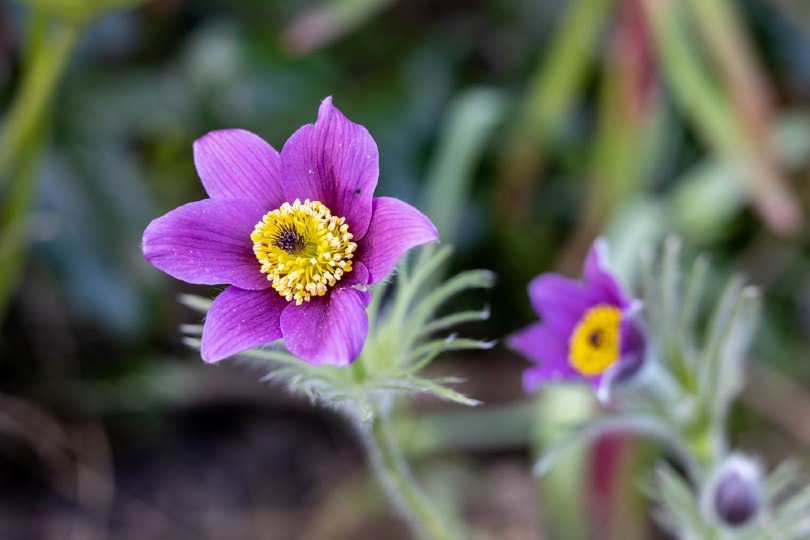 what-is-the-state-flower-of-south-dakota-history-uses-faq-house