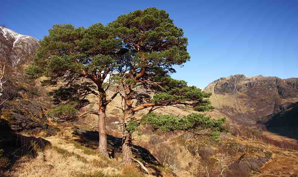 Ancient Scots Pine Trees in Glen Nevis in the Scottish Highlands