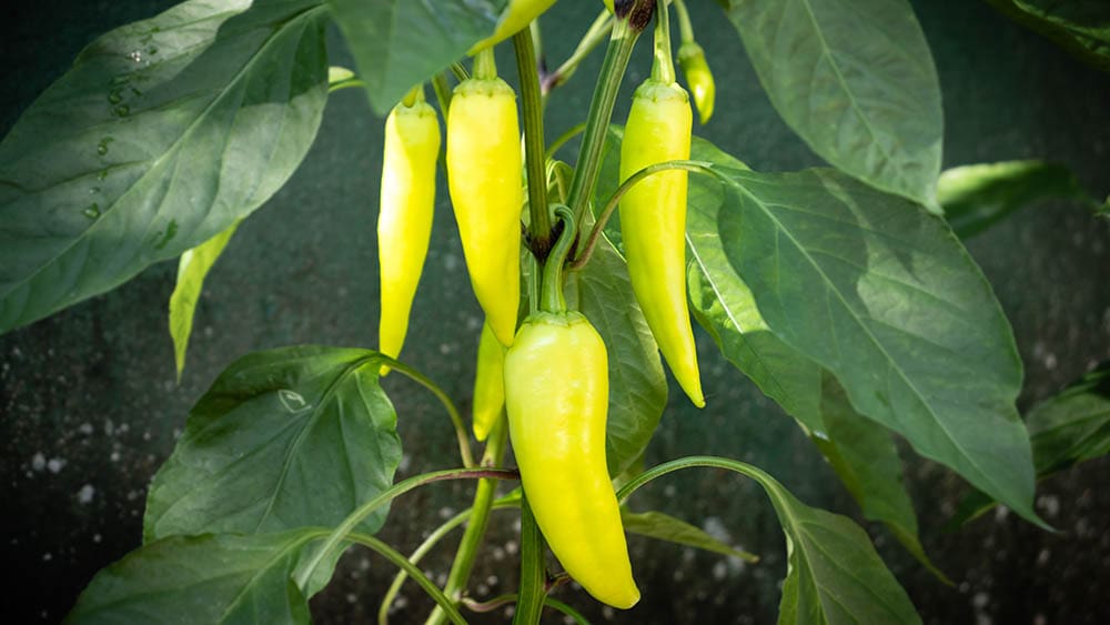 Banana peppers in home garden
