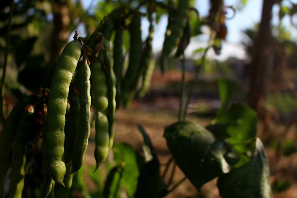 Bean Pea Plant Thao Truong Thi Phuong Pixabay 1024x682 