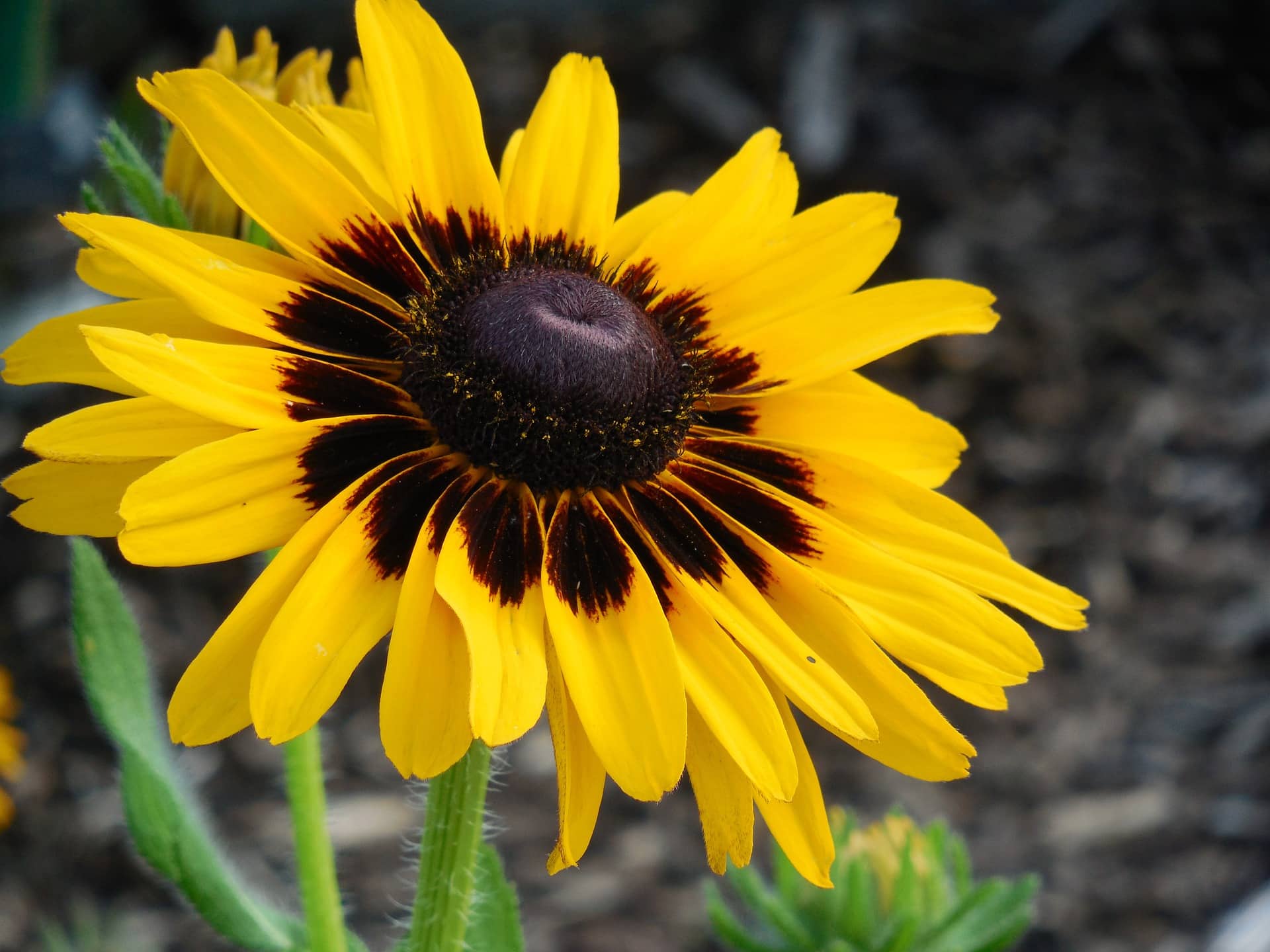 what-is-the-state-flower-of-maryland-history-uses-faq-house-grail